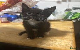 Mixed Breed cats for sale: One kitten in need of a home  - Image 3