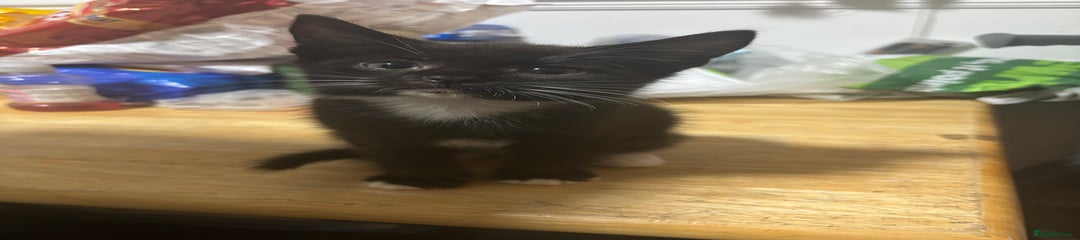 Mixed Breed Kitten 1