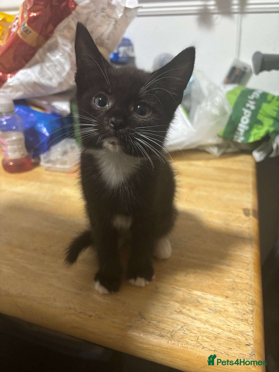 Mixed Breed cats for sale: One kitten in need of a home  - Image 3