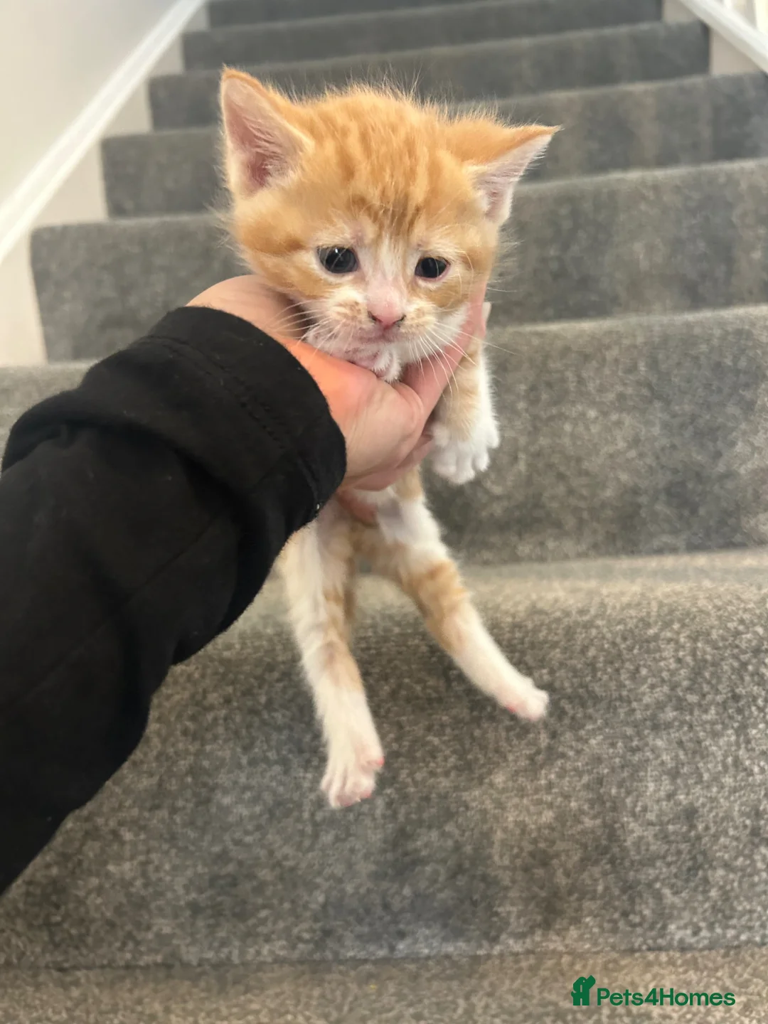 Mixed Breed cats for sale: Beautiful kittens for sale  - Advert 4