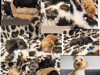 Cockapoo dogs 🌸Beautiful cockapoo puppies, ready 03 March🌸 - Advert 2