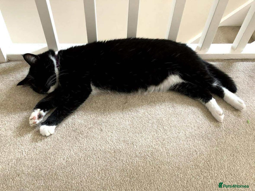 British Shorthair cats for sale: Free to good home - Image 4