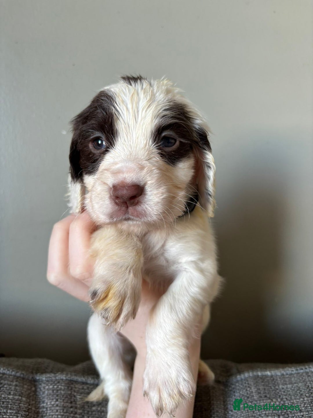 Cocker Spaniel dogs for sale: ** 1 GIRL LEFT** **READY NOW** Cocker Spaniel Pups - Advert 11