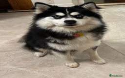 Mixed Breed dogs for sale: Beautiful Skye - Image 4