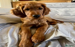 Irish Setter dogs for sale: Rare Golden Irish litter - Image 19