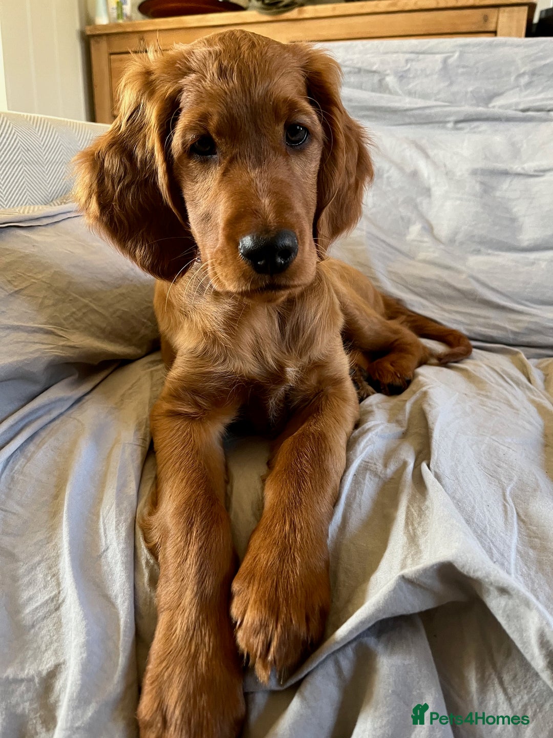 Irish Setter dogs for sale: Rare Golden Irish litter - Image 19