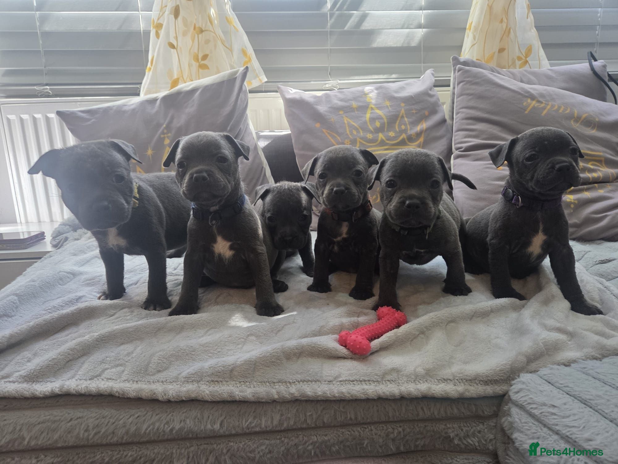 Staffordshire Bull Terrier dogs Beautiful Blue Staffies ❤️🙌 - Advert 8