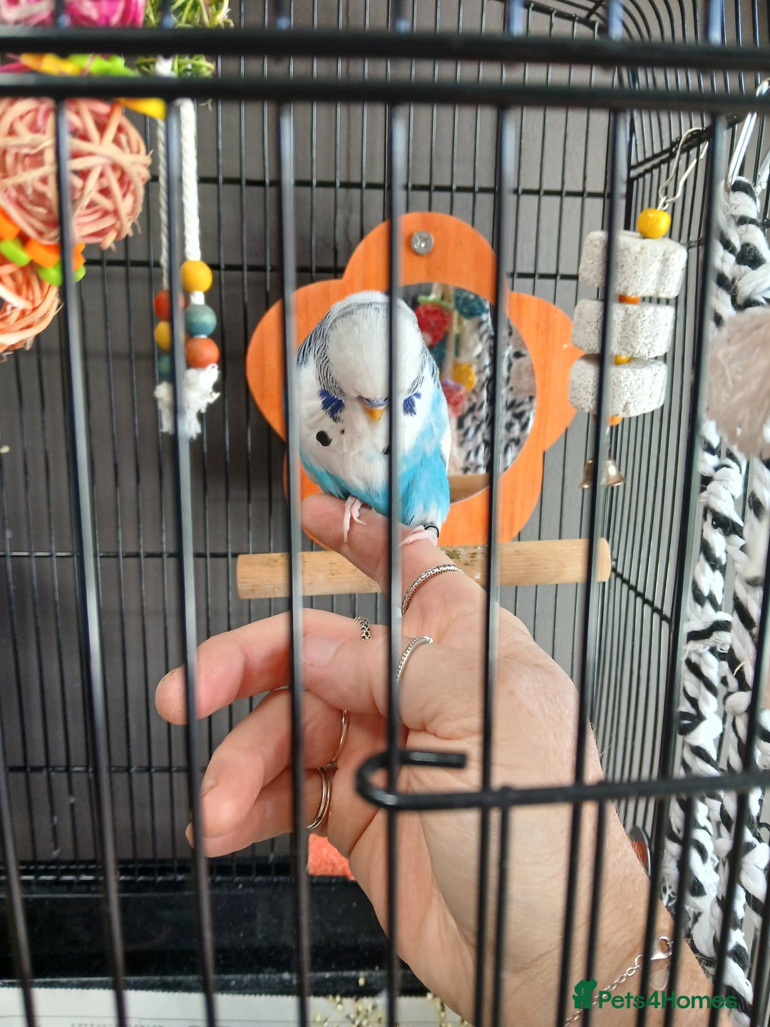Budgerigars birds for sale: English exhibition budgie for sale - Image 4