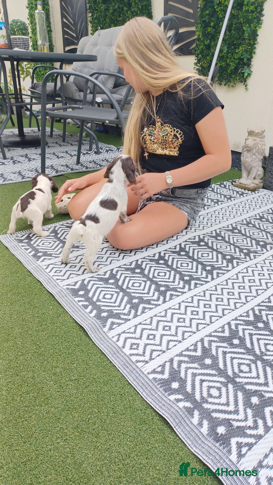 Cocker Spaniel dogs for sale: Working cocker spaniel  - Image 18