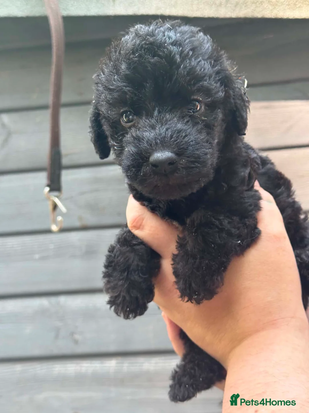 Bedlington Terrier dogs for sale: Silver bedlington - Advert 2