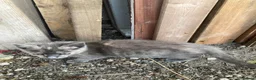 Domestic Shorthair cats for sale: 4 beautiful kittens is ready to go  - Advert 9
