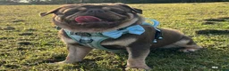 Pug dogs for sale: 3rd generation pugs health tested parents  - Advert 4