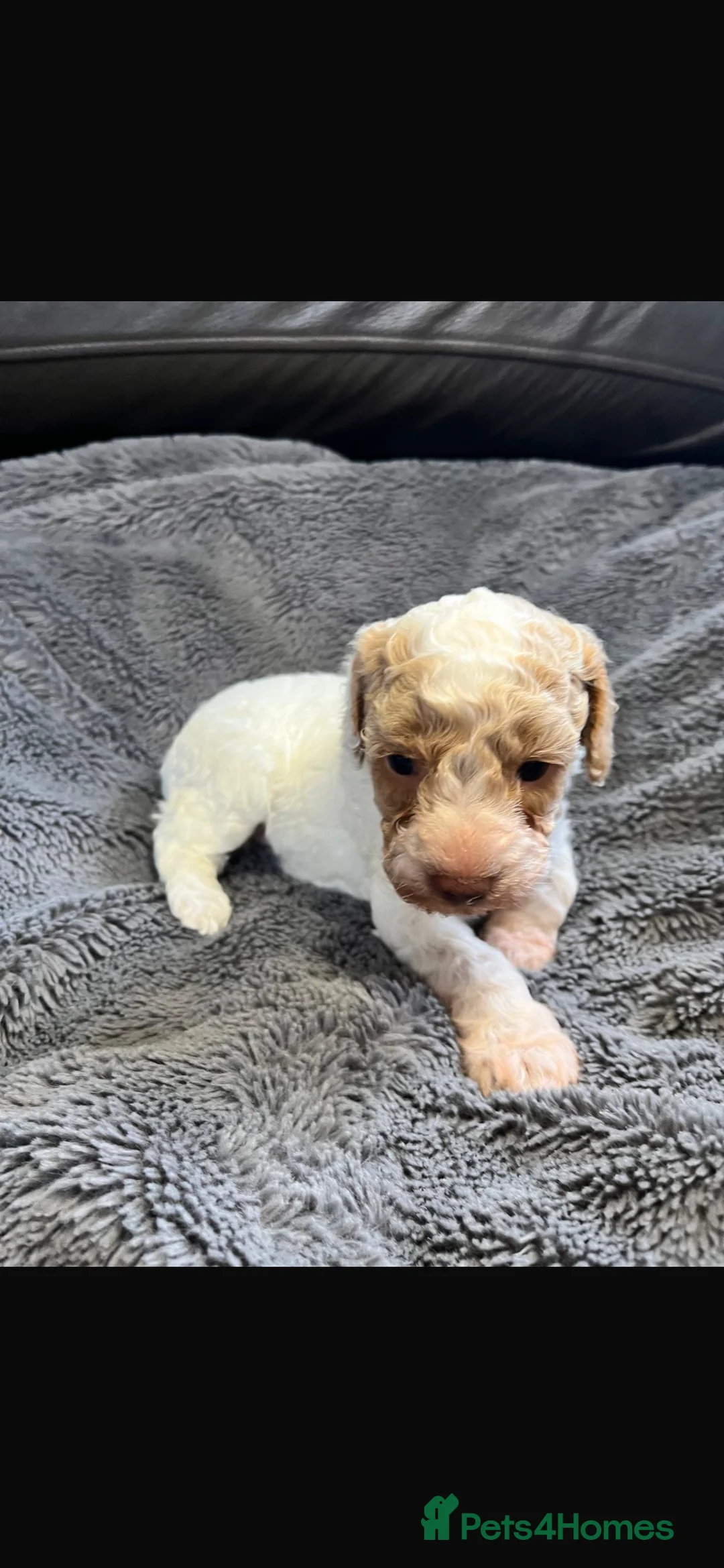 Cavapoo dogs for sale: Stunning litter Cavapoo pups  in Hereford - Advert 8