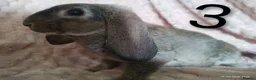 Rex rabbits for sale: 4 baby female Rex's - Advert 10