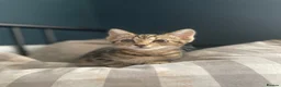 Domestic Shorthair cats for adoption: Ash & Etta, 4 month old kitten pair - Advert 6
