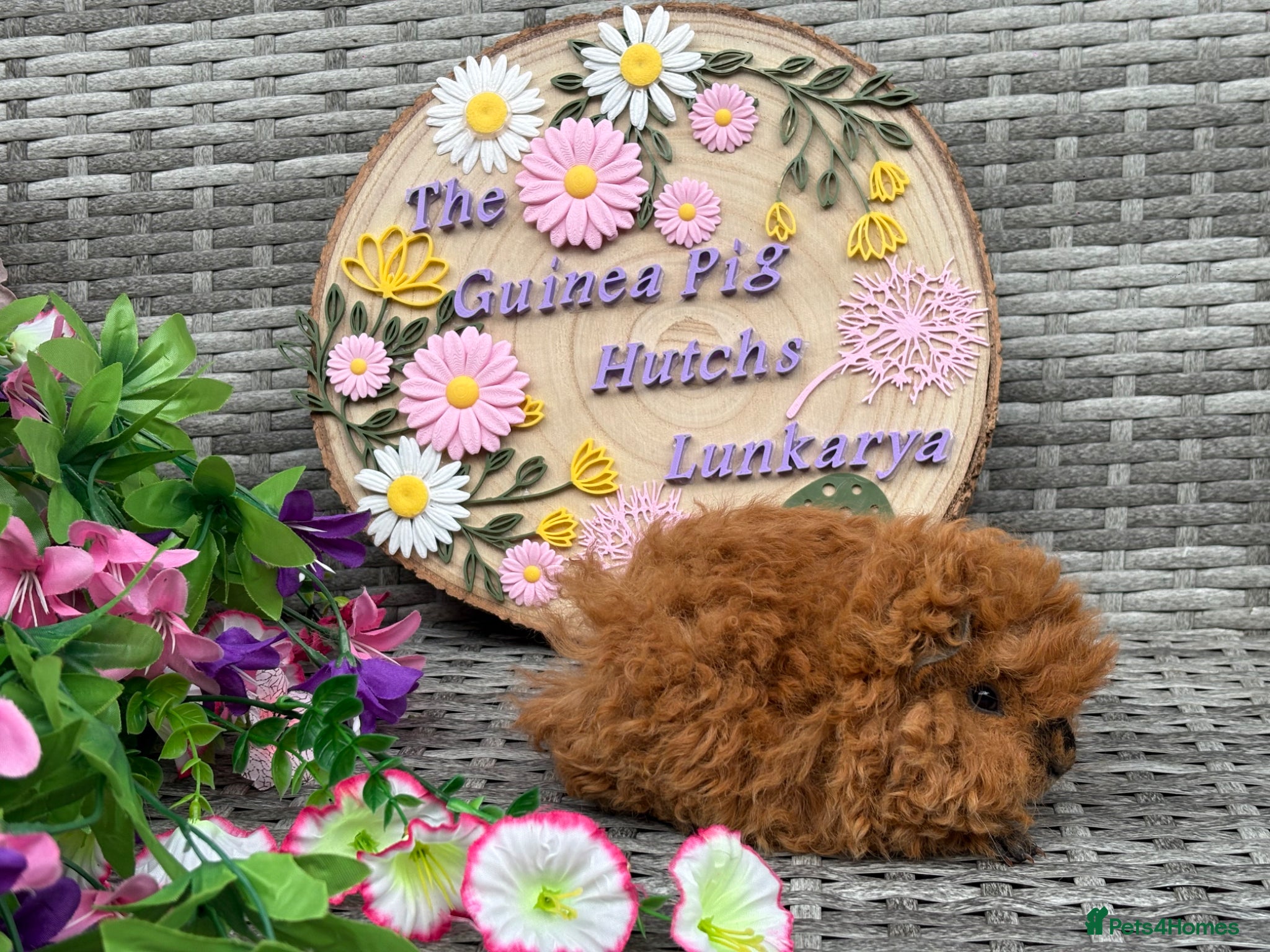 Guinea Pig rodents Pure bred Lunkarya babies  - Advert 1