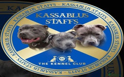 Staffordshire Bull Terrier dogs for sale: KC REG - Blue Staffordshire Bull Terrier Pups - Image 4