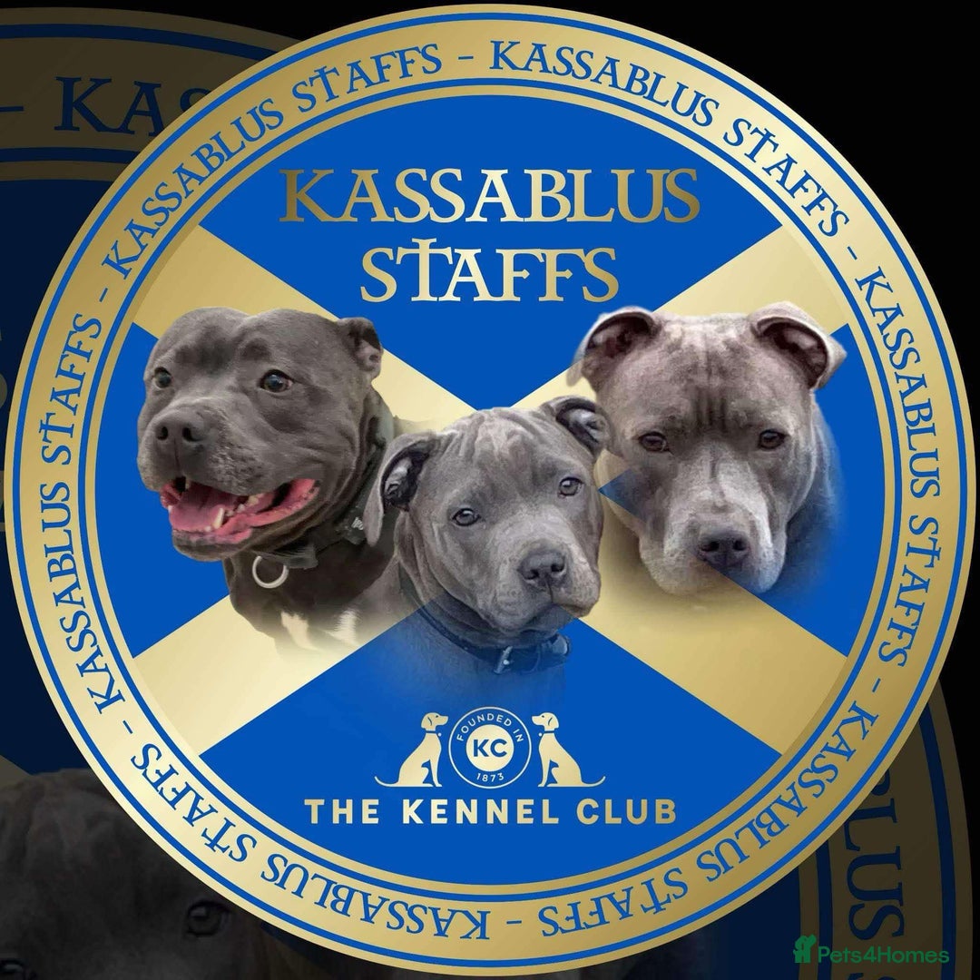 Staffordshire Bull Terrier dogs for sale: KC REG - Blue Staffordshire Bull Terrier Pups - Image 4