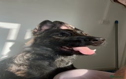Belgian Shepherd Dog dogs for sale: Rehoming our pup Milo  - Image 4