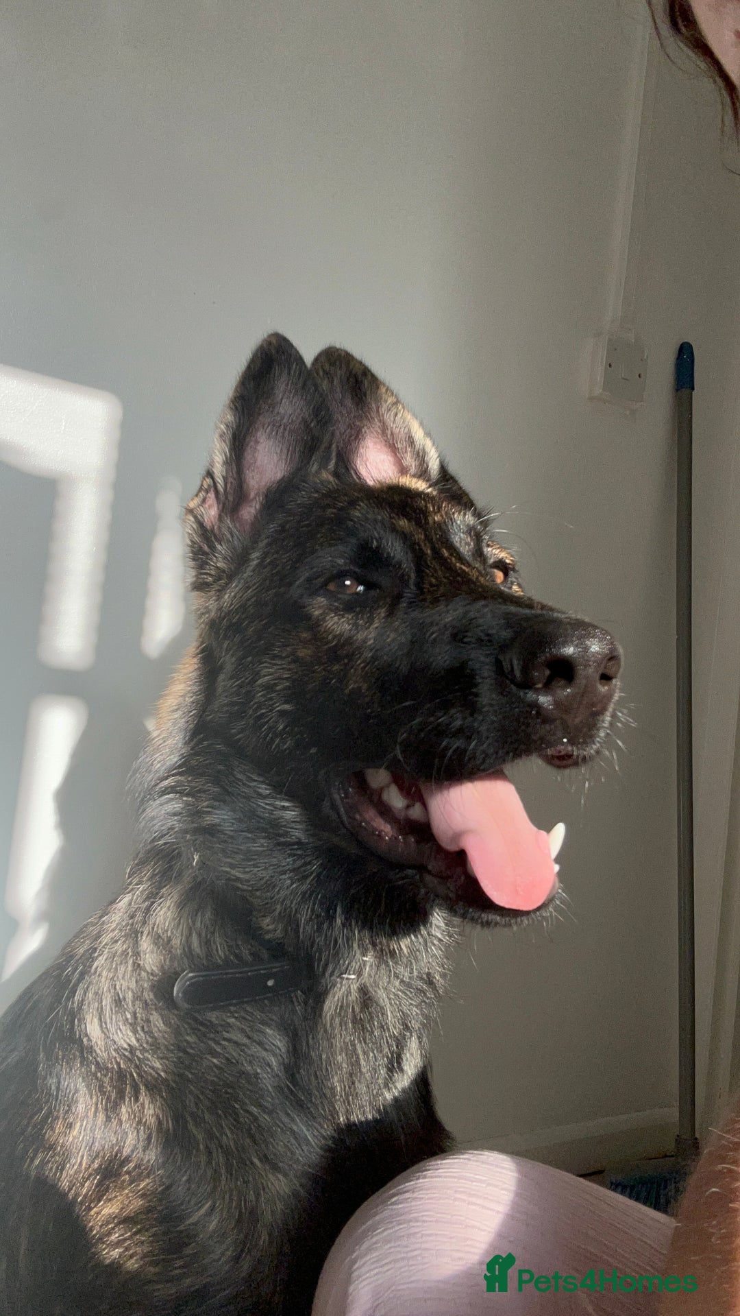Belgian Shepherd Dog dogs for sale: Rehoming our pup Milo  - Image 4
