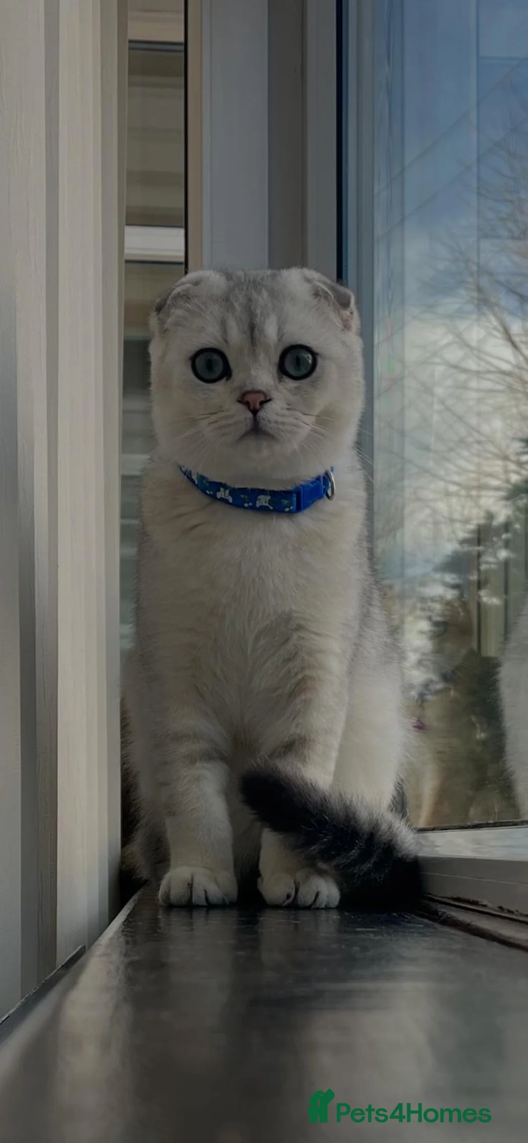 Scottish Fold cats for sale: Beautiful Scottish Fold Boy - Advert 2