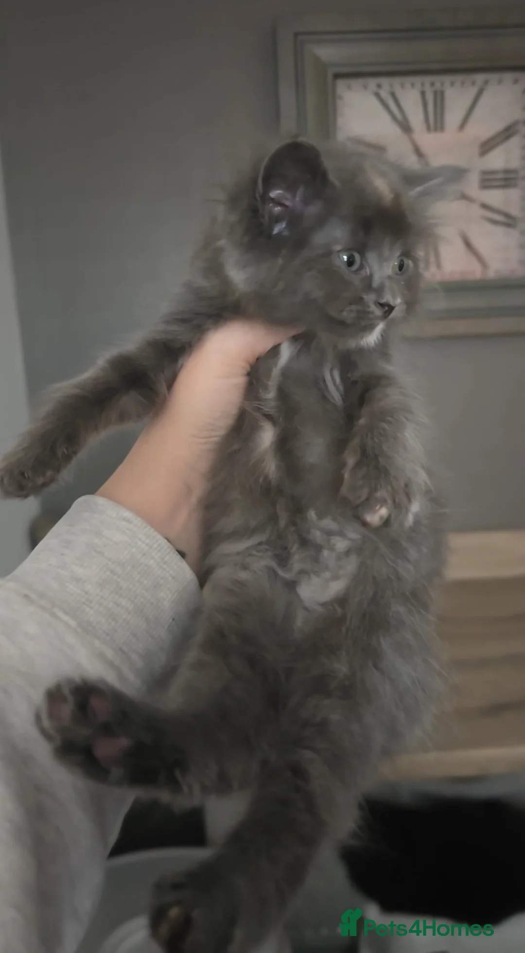 Mixed Breed cats for sale: Ragcoon mix last little girl - Advert 8