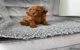 Miniature Poodle dogs for sale: KC REG DEEP RED HEALTH TESTED POODLES - Image 4
