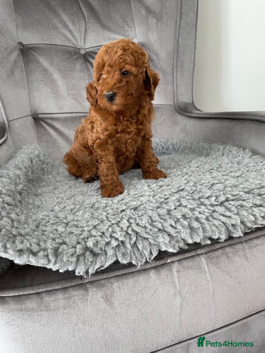 Miniature Poodle dogs for sale: KC REG DEEP RED HEALTH TESTED POODLES - Image 4