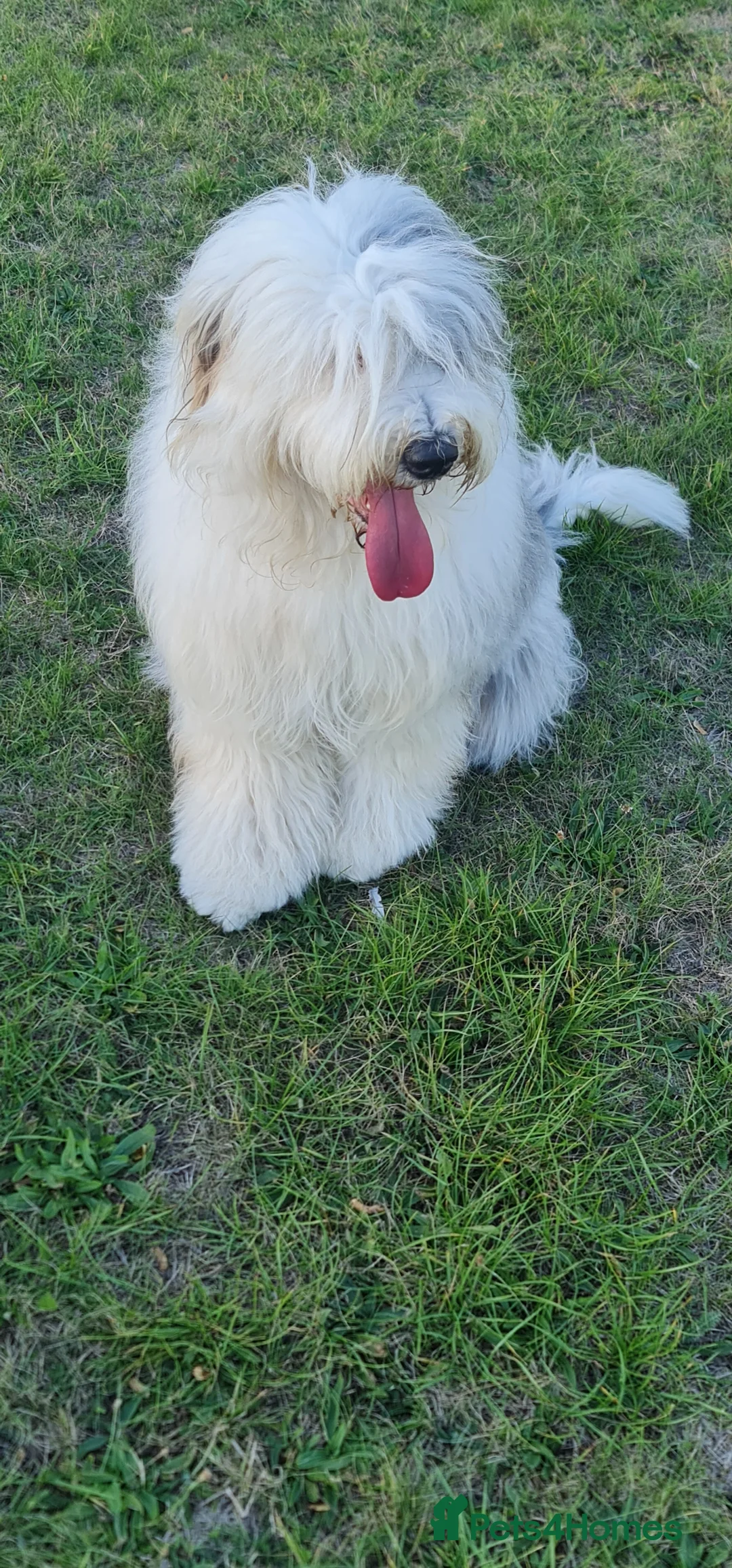 Old English Sheepdog dogs for sale: Stunning OES Puppies  - Advert 2