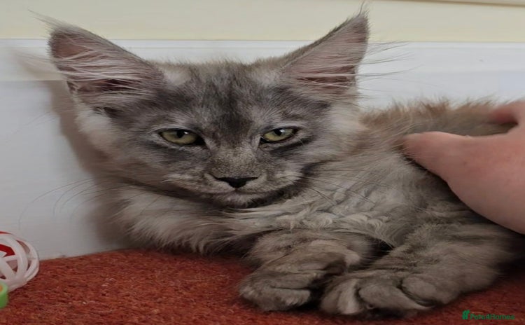 Maine Coon cats - Advert 3