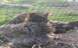 Chickens poultry for sale: Large Brahma hens available - Image 8