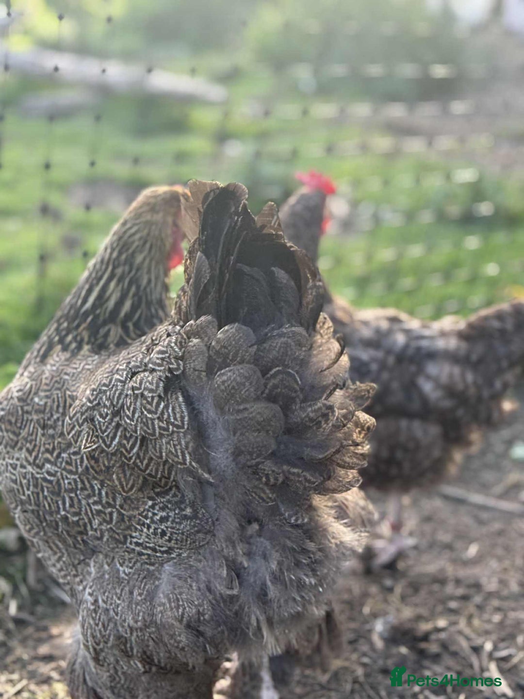 Chickens poultry for sale: Large Brahma hens available - Image 8