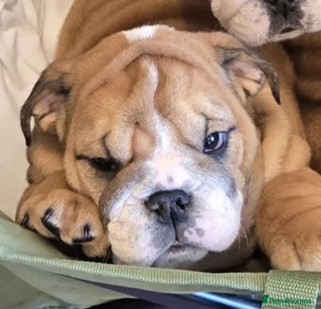 English Bulldog dogs for sale: Avaword  show Bulldogs  - Image 1