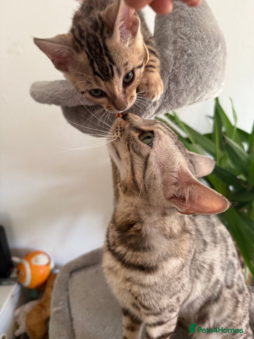 Bengal cats for sale: 5 Exceptional TICA Registered Glitter Bengals  in Bristol - Image 11
