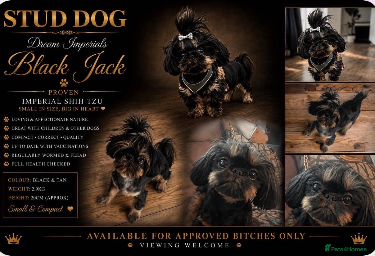 Shih Tzu dogs for stud: Black n Tan imperial Shih Tzu for stud  - Advert 1