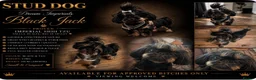 Shih Tzu dogs for stud: Black n Tan imperial Shih Tzu for stud  - Advert 1