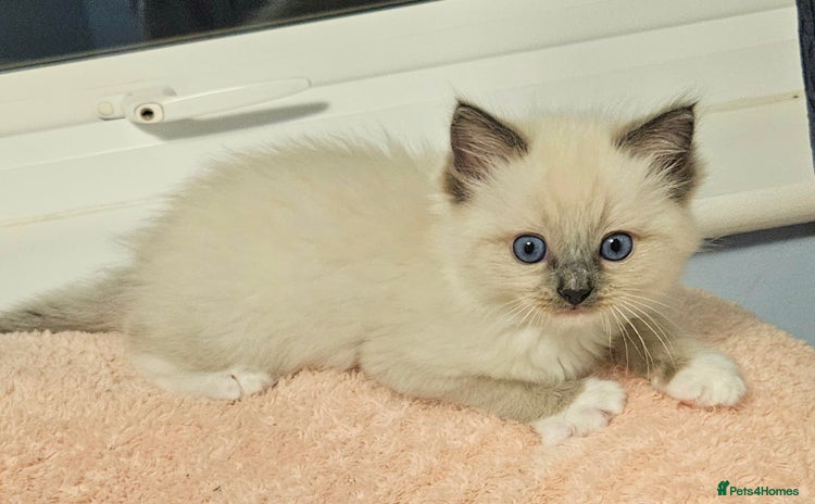 Ragdoll cats - Advert 12