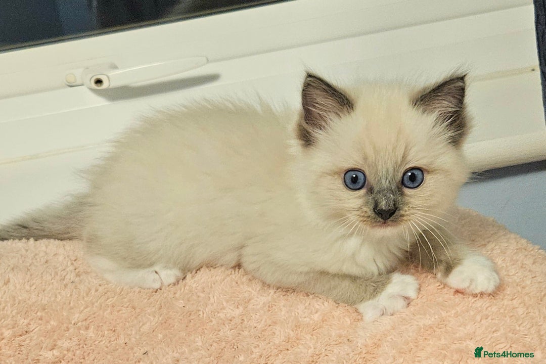 Blue Eyes Ragdoll Manx Kittens For Sale Stunning Ragdoll Kittens