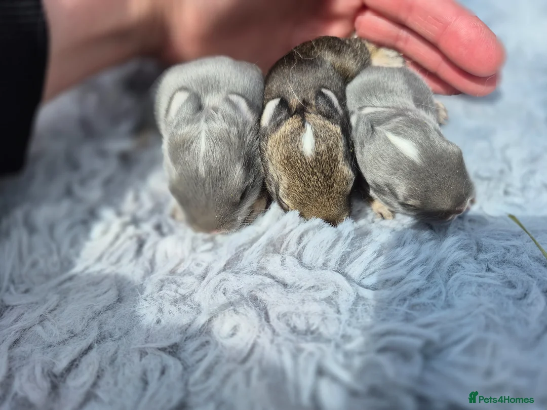 Netherland Dwarf rabbits for sale: Netherland dwarf.  Dwarf lops. mini lops  - Advert 18