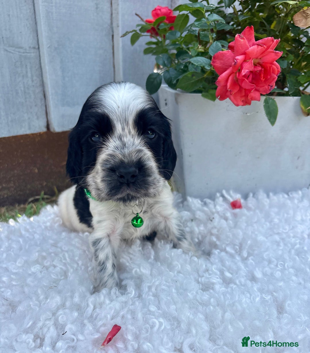 Cocker Spaniel dogs for sale: show type cocker spaniels puppies * ready now  - Image 19
