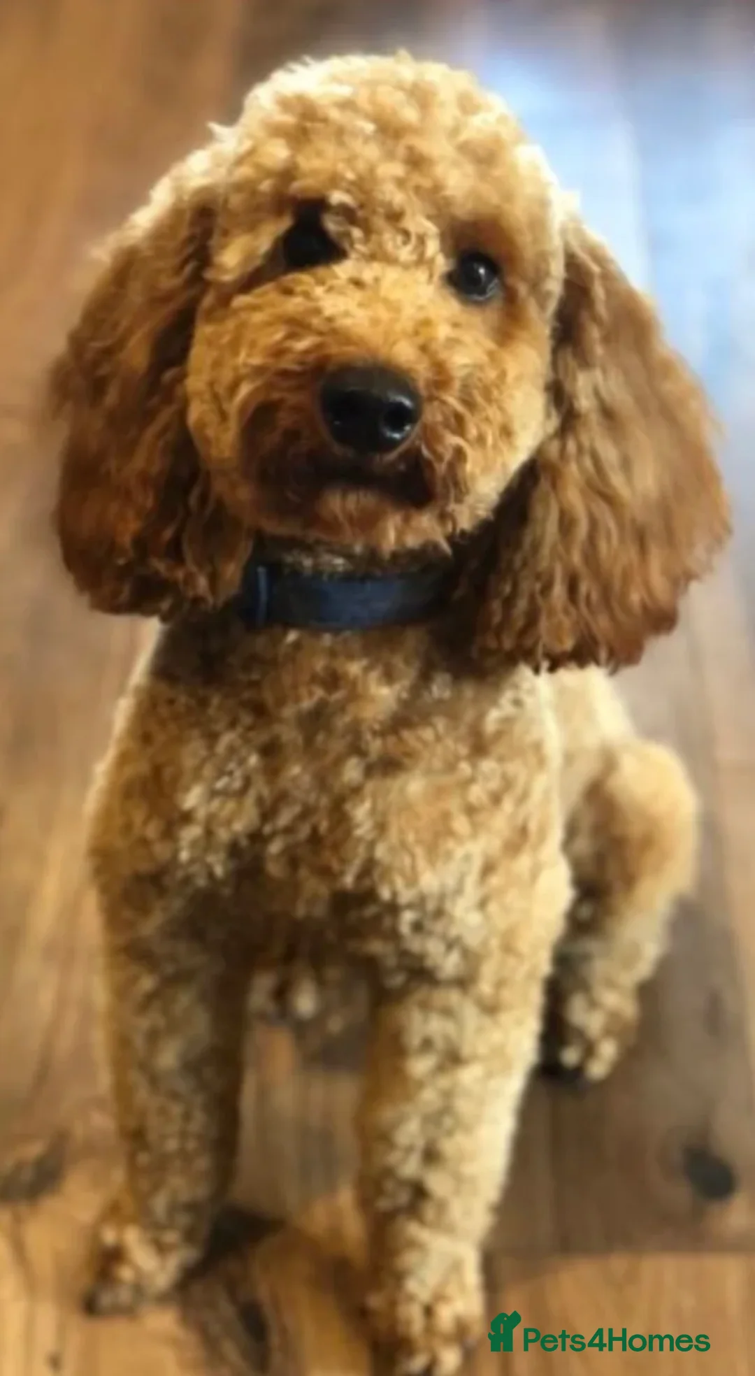 Labradoodle dogs for sale: Gorgeous miniature labradoodles - Advert 4