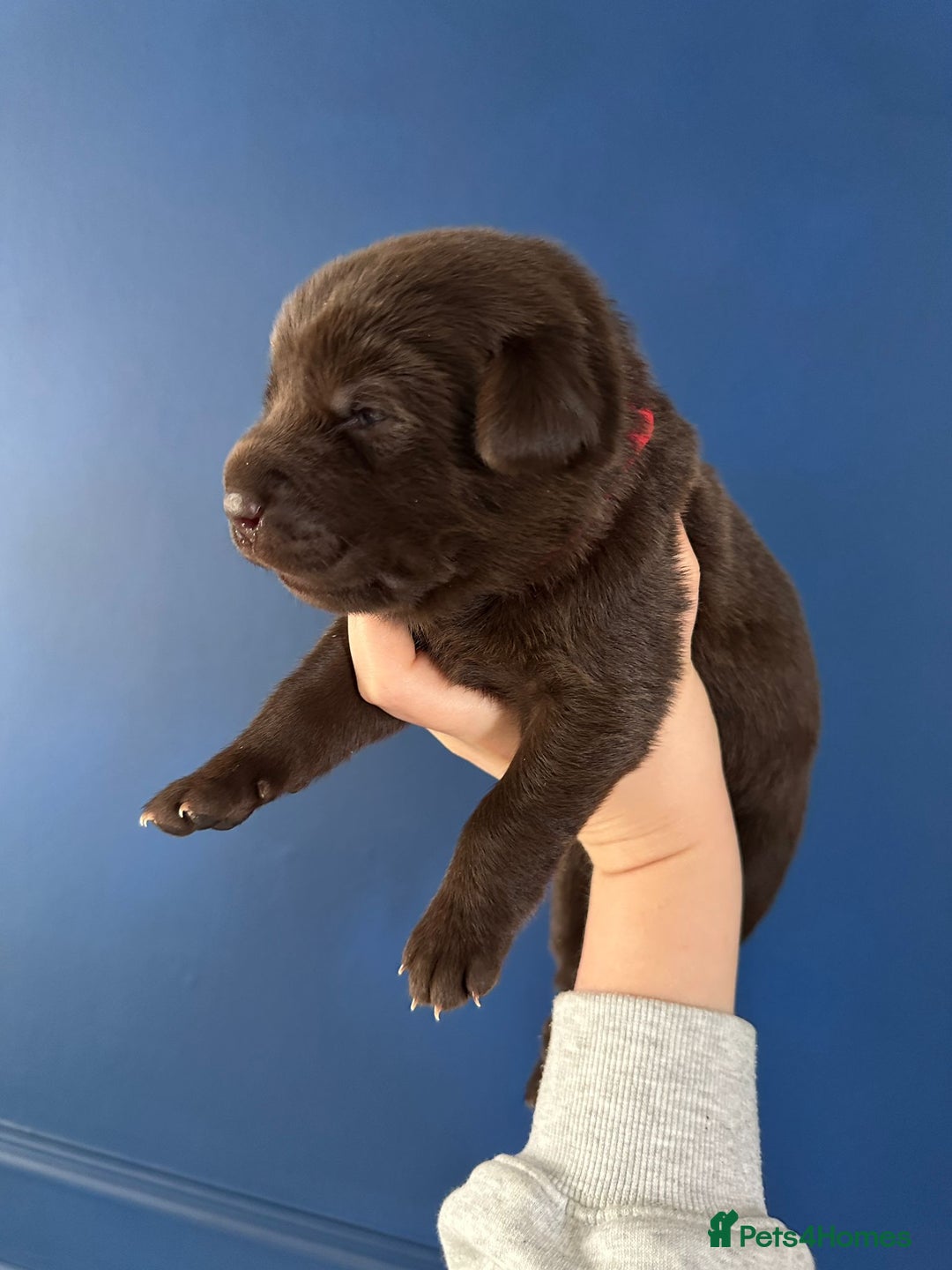 Mixed Breed dogs for sale: Chocolate Shepradors - Image 14