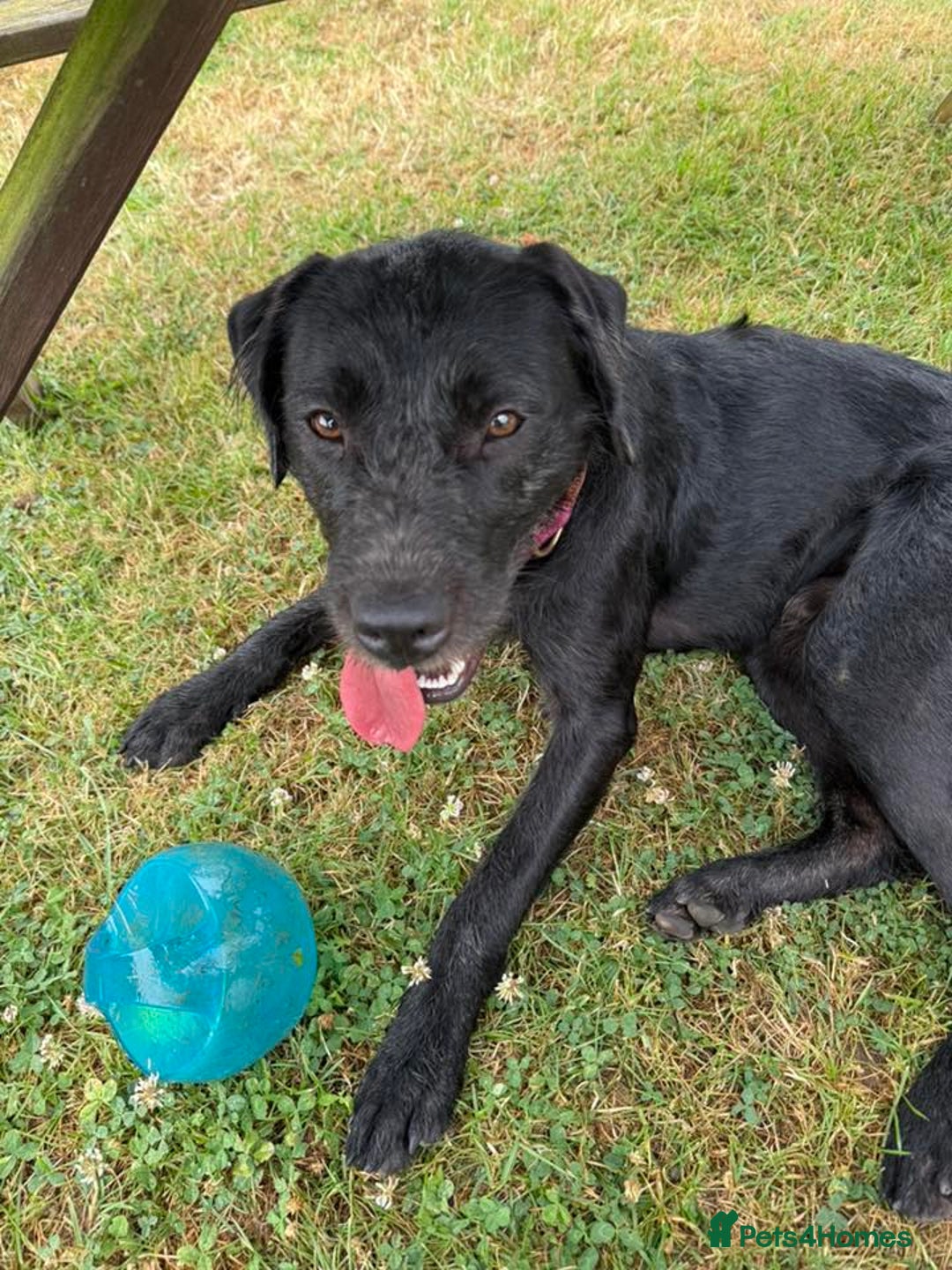Mixed Breed dogs for adoption: 💙SCOUT- 16 month Lab cross fading in kennels💙 - Advert 11