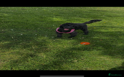 Cockapoo dogs for sale: Cockapoo  - Image 3