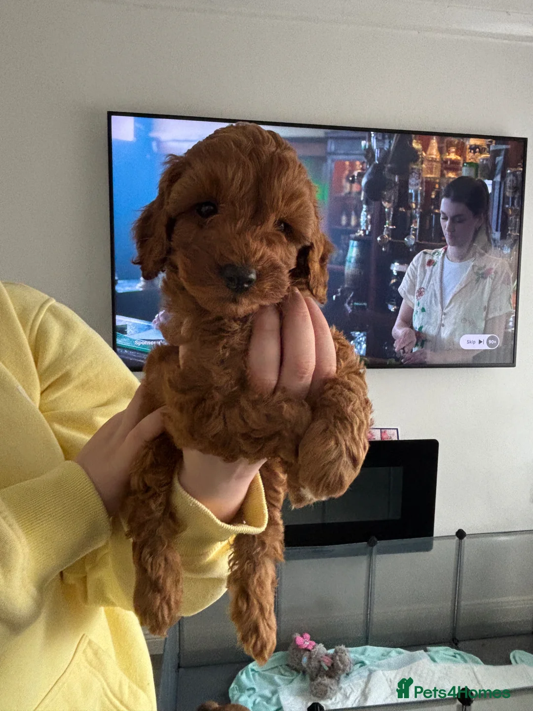 Cockapoo dogs for sale: Cockapoo puppies  in Sunderland - Advert 2
