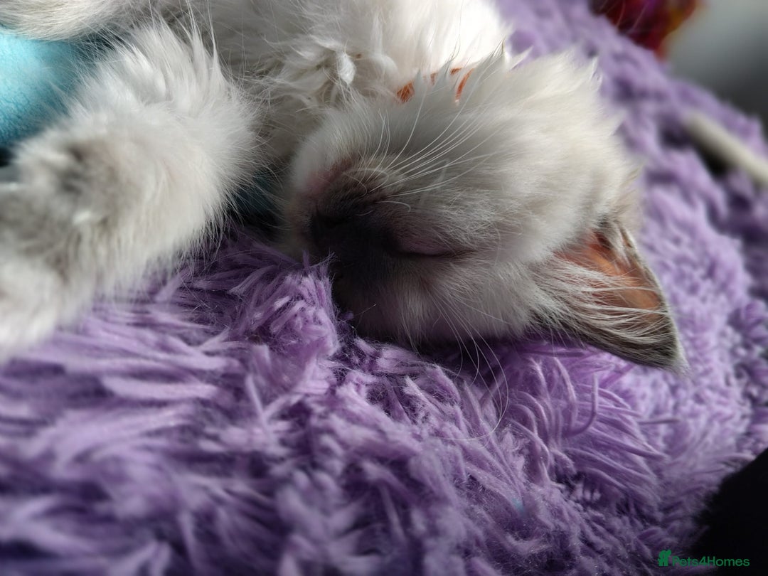 Ragdoll cats for sale: Tica registered ragdoll kittens - Advert 12