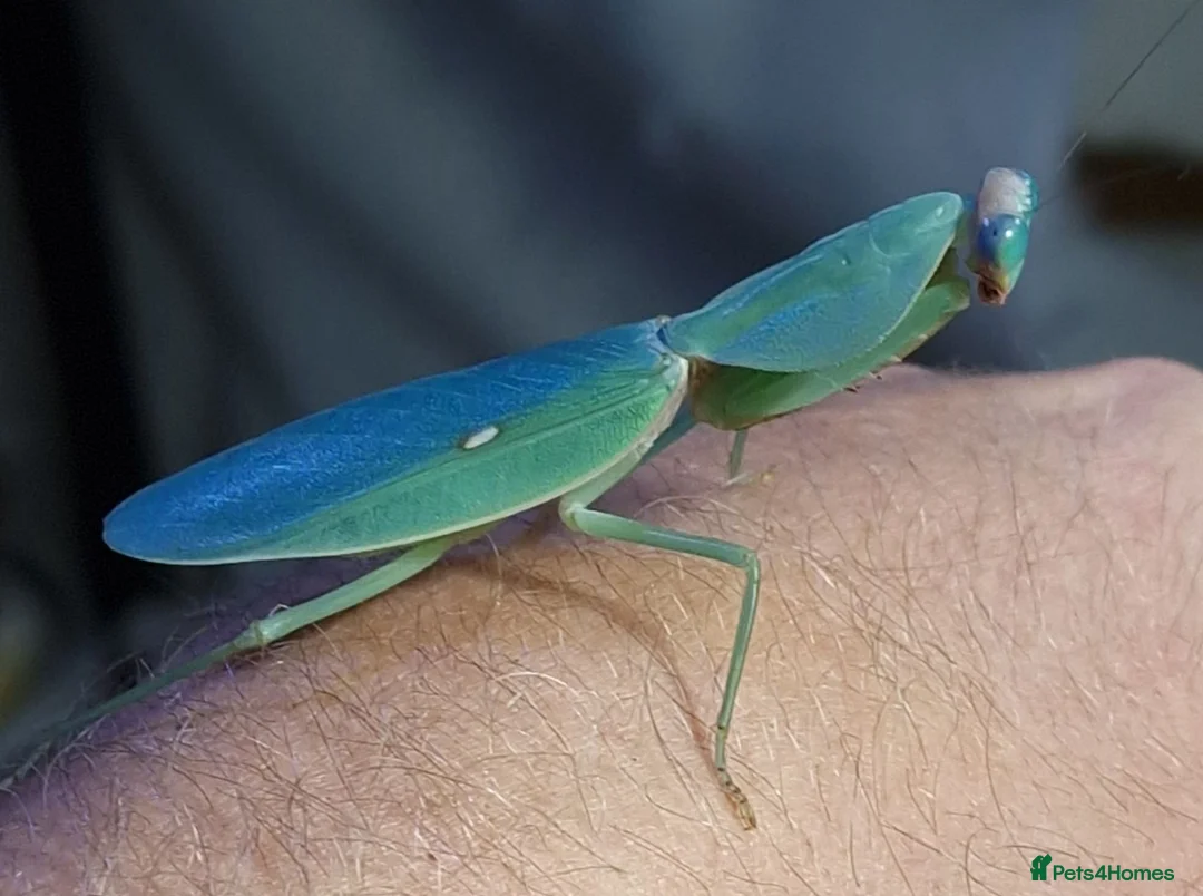 Praying Mantis invertebrates for sale: PRAYING MANTIS AVAILABLE - Advert 5