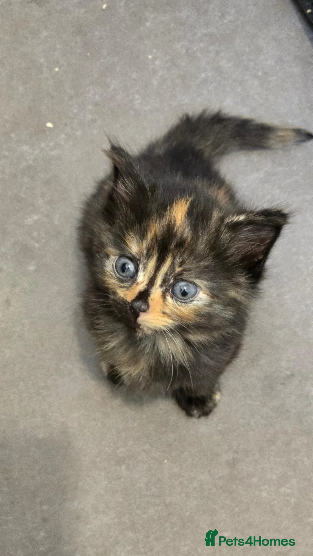 Mixed Breed cats for sale: Last kitten collect 30th Oct - Advert 2