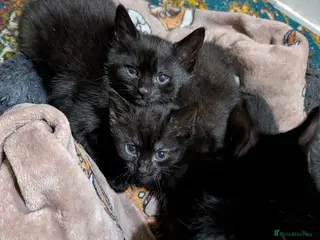 Mixed Breed cats Two black kittens - Advert 1