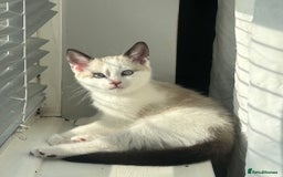 Domestic Shorthair cats for sale: Amazingly Tame, Beautiful Female Kittens  - Image 5